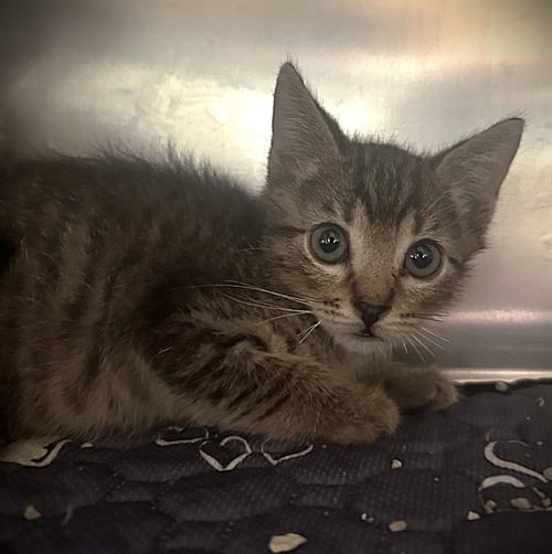 MARSHALL - Domestic Short Hair available for adoption