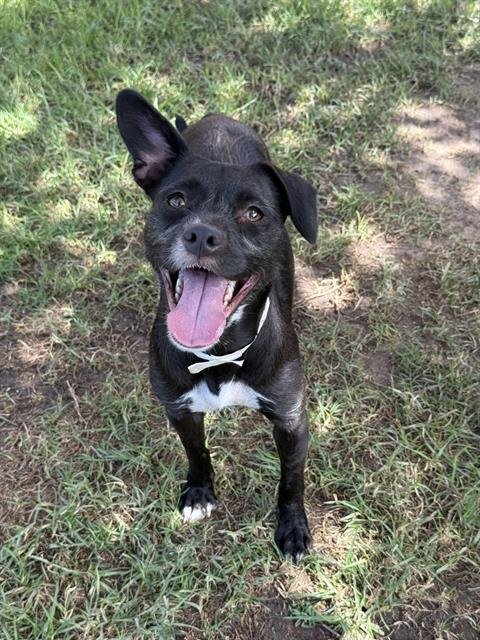 BONNIE - Terrier available for adoption