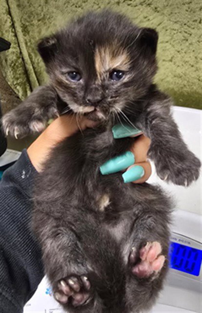 ALMOND - Domestic Short Hair available for adoption
