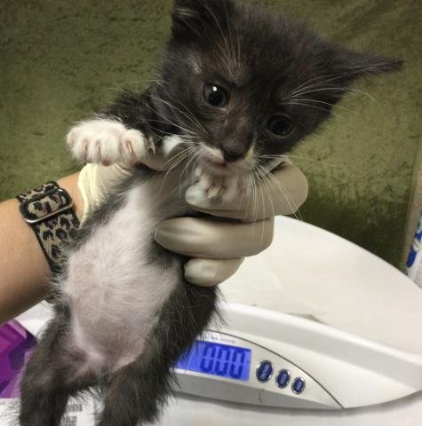 CHIA - Domestic Short Hair available for adoption