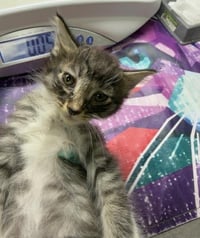 LILAH - Photo 1