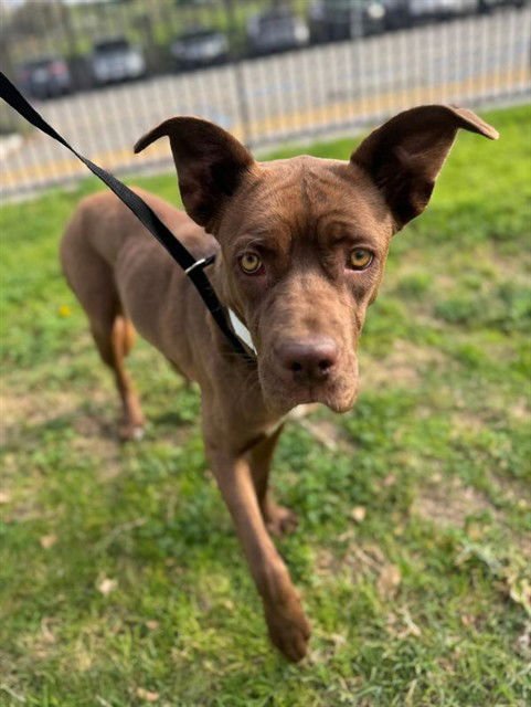 ZIGGY - Pit Bull Terrier available for adoption