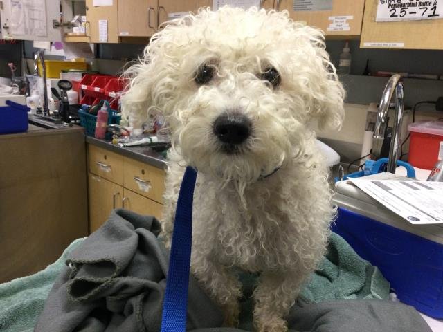 TONY - Maltese available for adoption