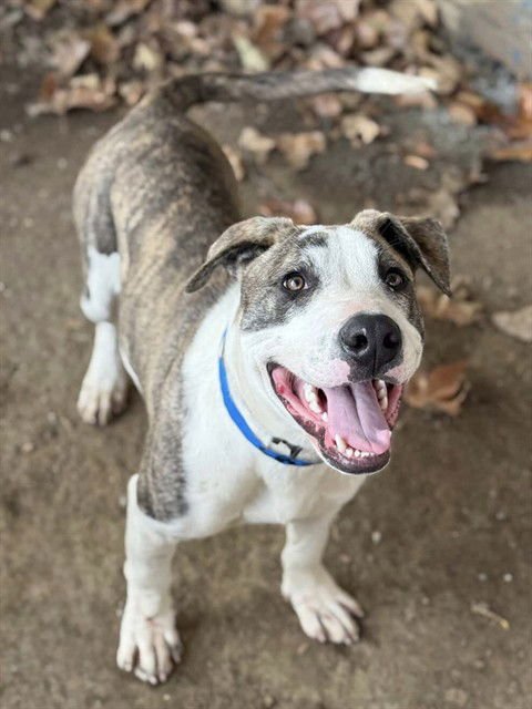 MUFFIN - Pit Bull Terrier available for adoption