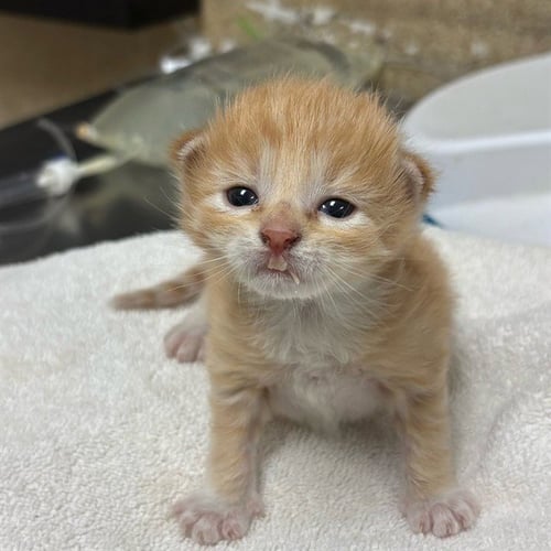 EMBER - Domestic Short Hair available for adoption