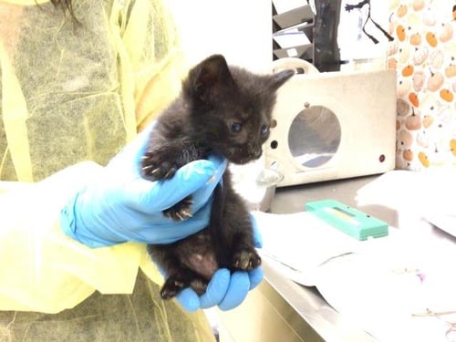 POP - Domestic Short Hair available for adoption