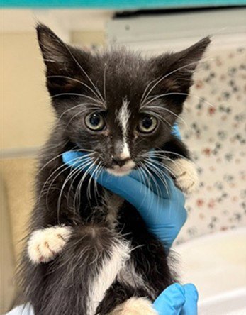 LACY - Domestic Short Hair available for adoption