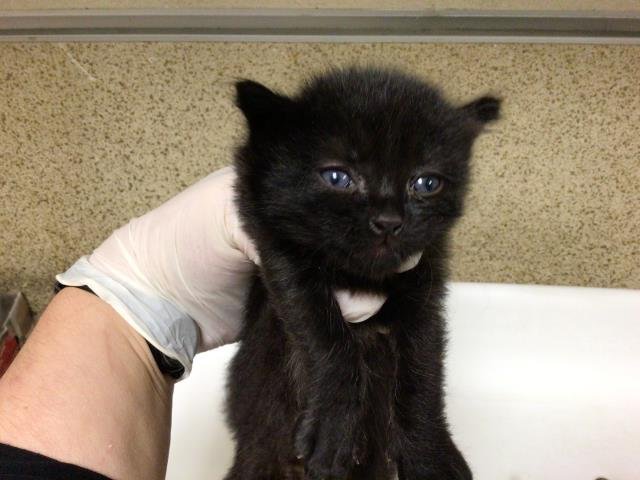 A1857537 - Domestic Short Hair for adoption in Riverside