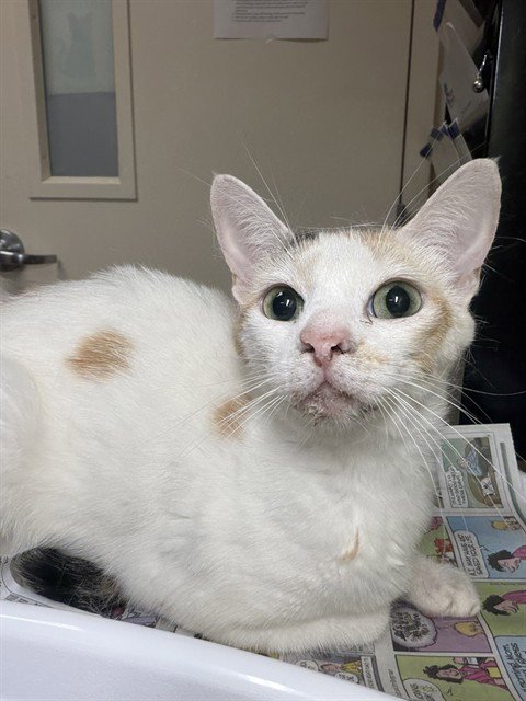 PENNY - Domestic Short Hair available for adoption