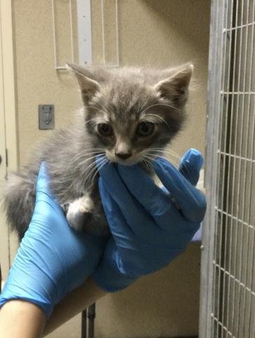 MINDY - Domestic Short Hair available for adoption