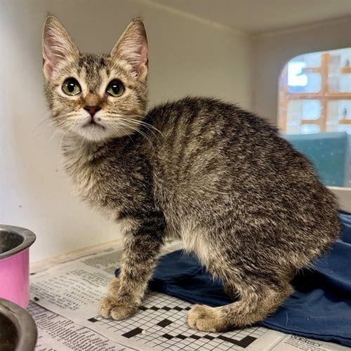 CATHERINE - Domestic Short Hair available for adoption
