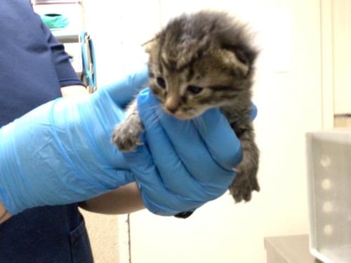 A1936511 - Domestic Short Hair available for adoption