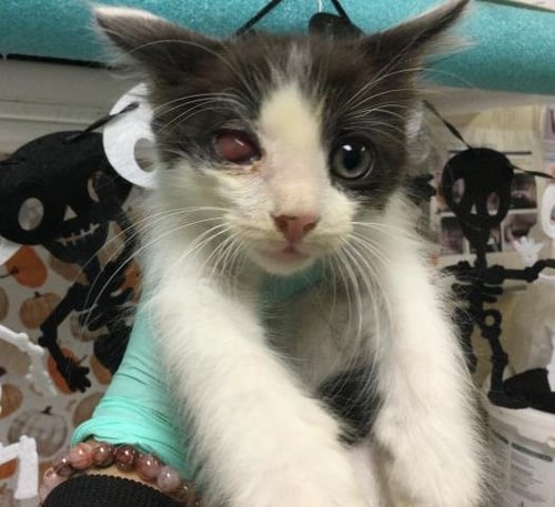 A1941359 - Domestic Short Hair available for adoption