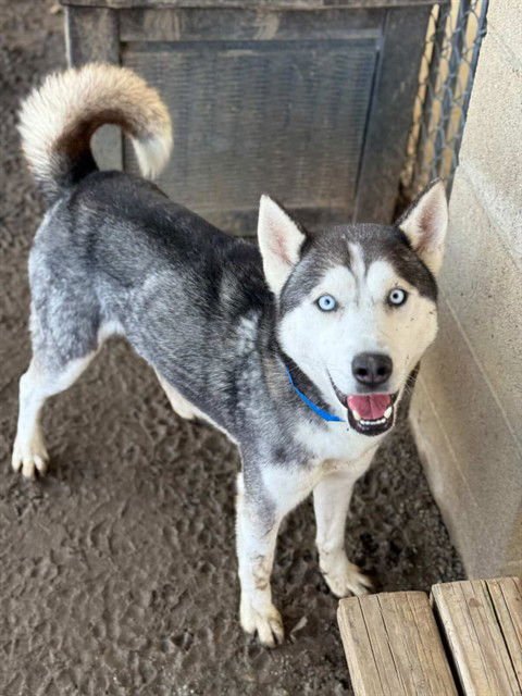 EDDIE - Siberian Husky available for adoption