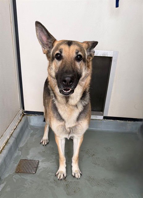TAFFY - German Shepherd Dog available for adoption