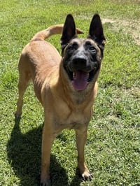 STEVE - Photo 1