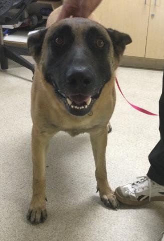 STEVE - Belgian Shepherd Malinois available for adoption