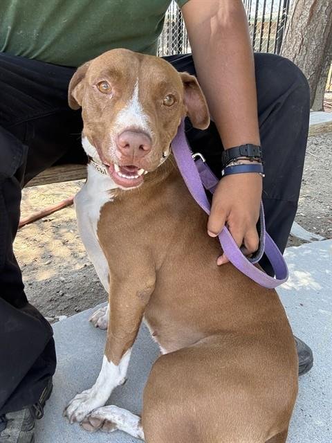 GINGER - Pit Bull Terrier available for adoption