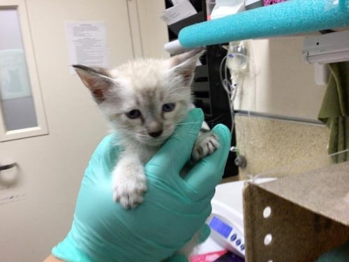 A1913198 - Domestic Short Hair / Siamese available for adoption