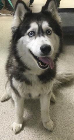 EVA - Siberian Husky available for adoption
