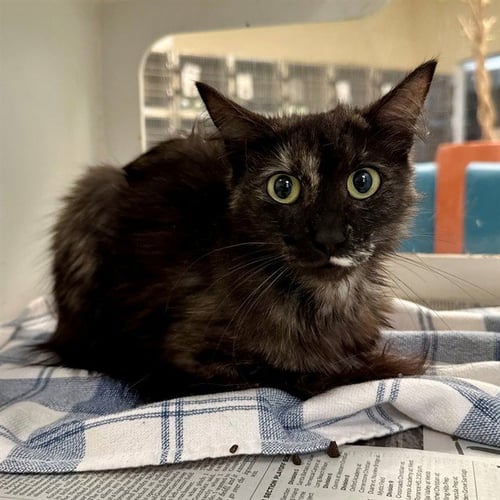 MISS PURR - Domestic Medium Hair available for adoption