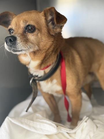 LIL BOY - Chihuahua available for adoption