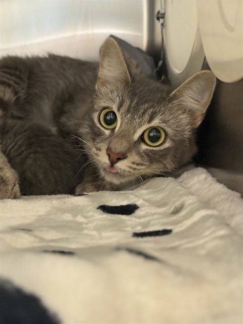 PAPAYA - Domestic Short Hair available for adoption