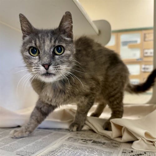 DARLA - Domestic Short Hair available for adoption