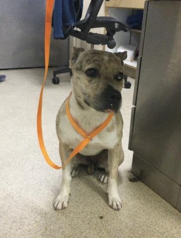 ARIES - Pit Bull Terrier available for adoption