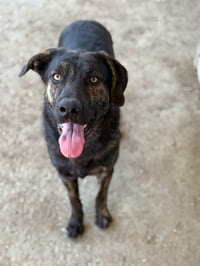 BRUCE - Photo 1