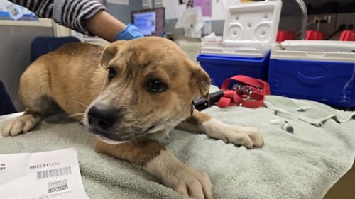 LEO - Pit Bull Terrier available for adoption