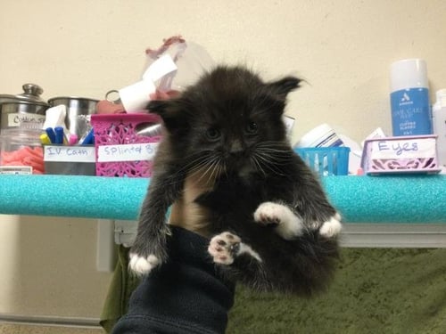 NICO - Domestic Short Hair available for adoption