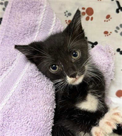 LEAH - Domestic Short Hair available for adoption
