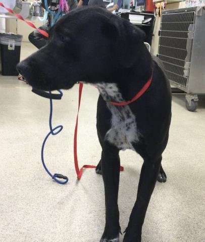 SWEETPEA - Pit Bull Terrier available for adoption