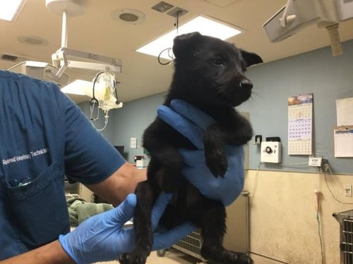 A1934132 - German Shepherd Dog available for adoption