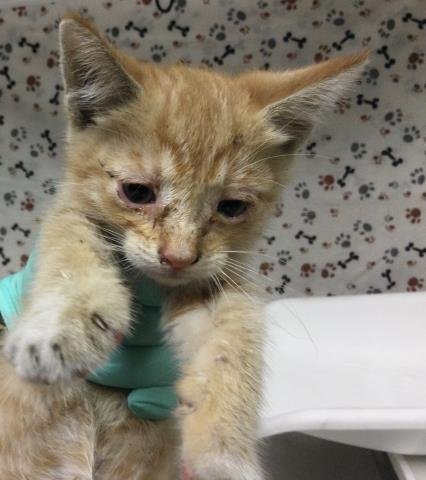 TANGO - Domestic Short Hair available for adoption