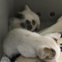 BABY BOOP - Photo 1