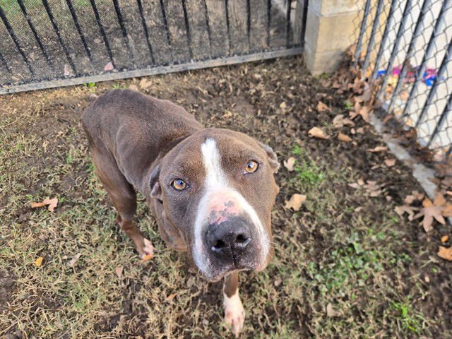 ZEN - Pit Bull Terrier available for adoption