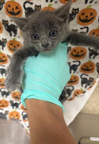 CRYSTAL - Domestic Short Hair available for adoption