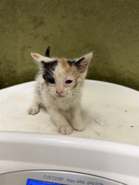 PEACHES - Domestic Short Hair for adoption in Riverside