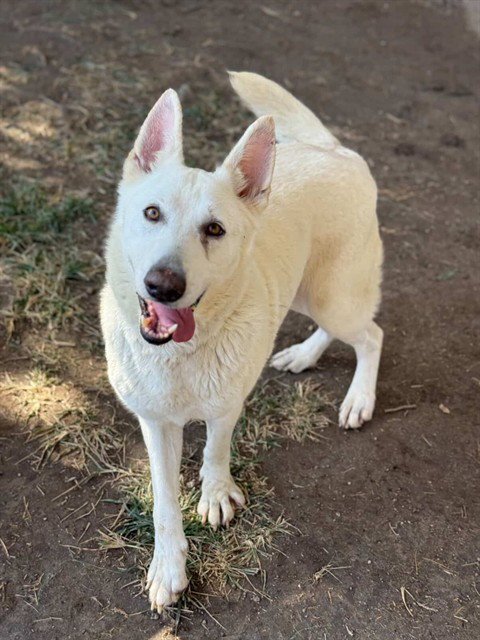 MOON PIE - German Shepherd Dog available for adoption