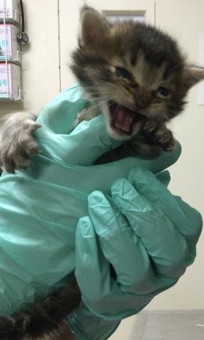 BENITO - Domestic Short Hair available for adoption