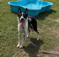 SADIE - Photo 1