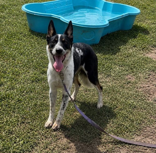 SADIE - Australian Cattle Dog/Blue Heeler available for adoption