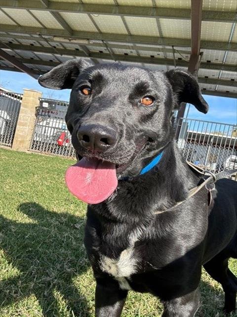 PINNOCHIO - Labrador Retriever available for adoption
