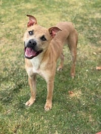 TRAVIESO - Photo 1