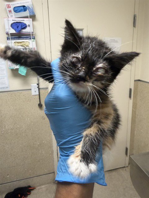 CONFETTI - Domestic Short Hair available for adoption