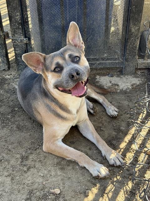 DICE - German Shepherd Dog available for adoption