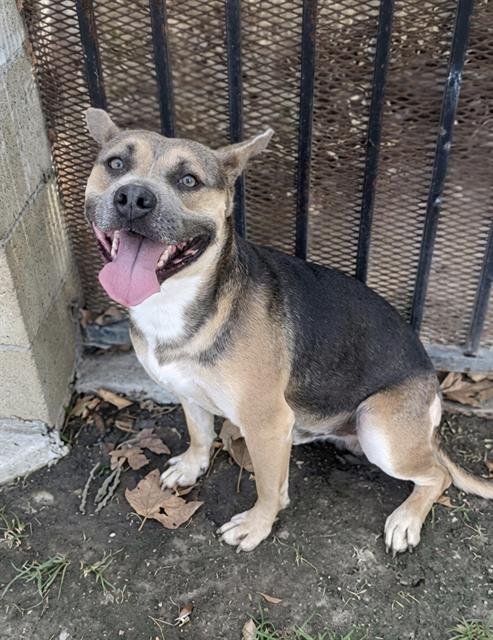 DICE - German Shepherd Dog available for adoption
