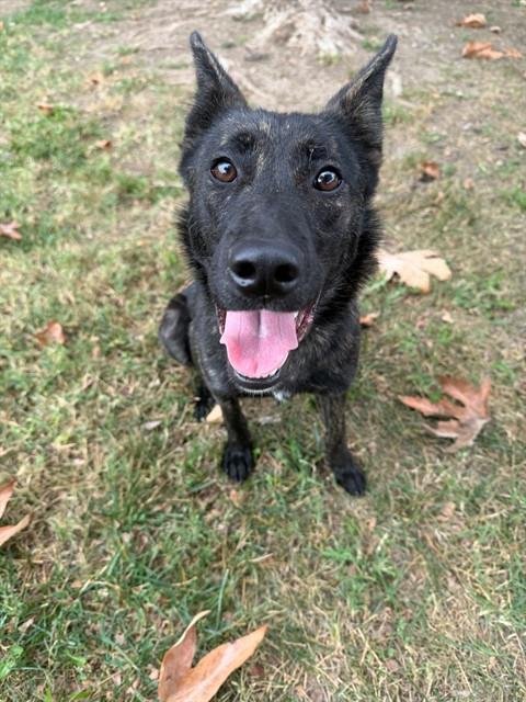 MISSY - Queensland Heeler available for adoption